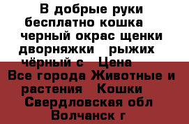 В добрые руки бесплатно,кошка,2.5черный окрас,щенки дворняжки,3 рыжих 1 чёрный,с › Цена ­ - - Все города Животные и растения » Кошки   . Свердловская обл.,Волчанск г.